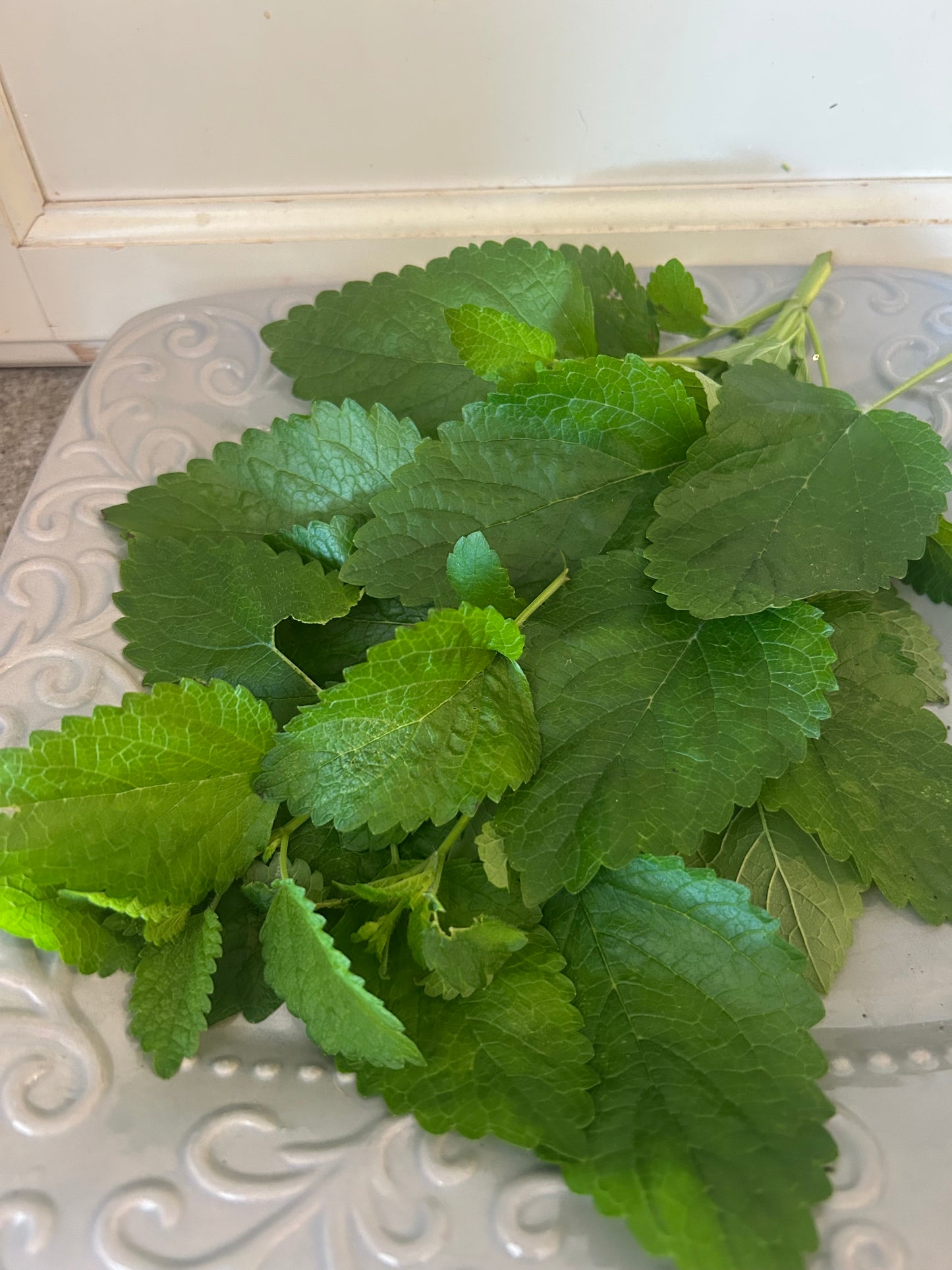 Fresh lemon balm $5 a bundle