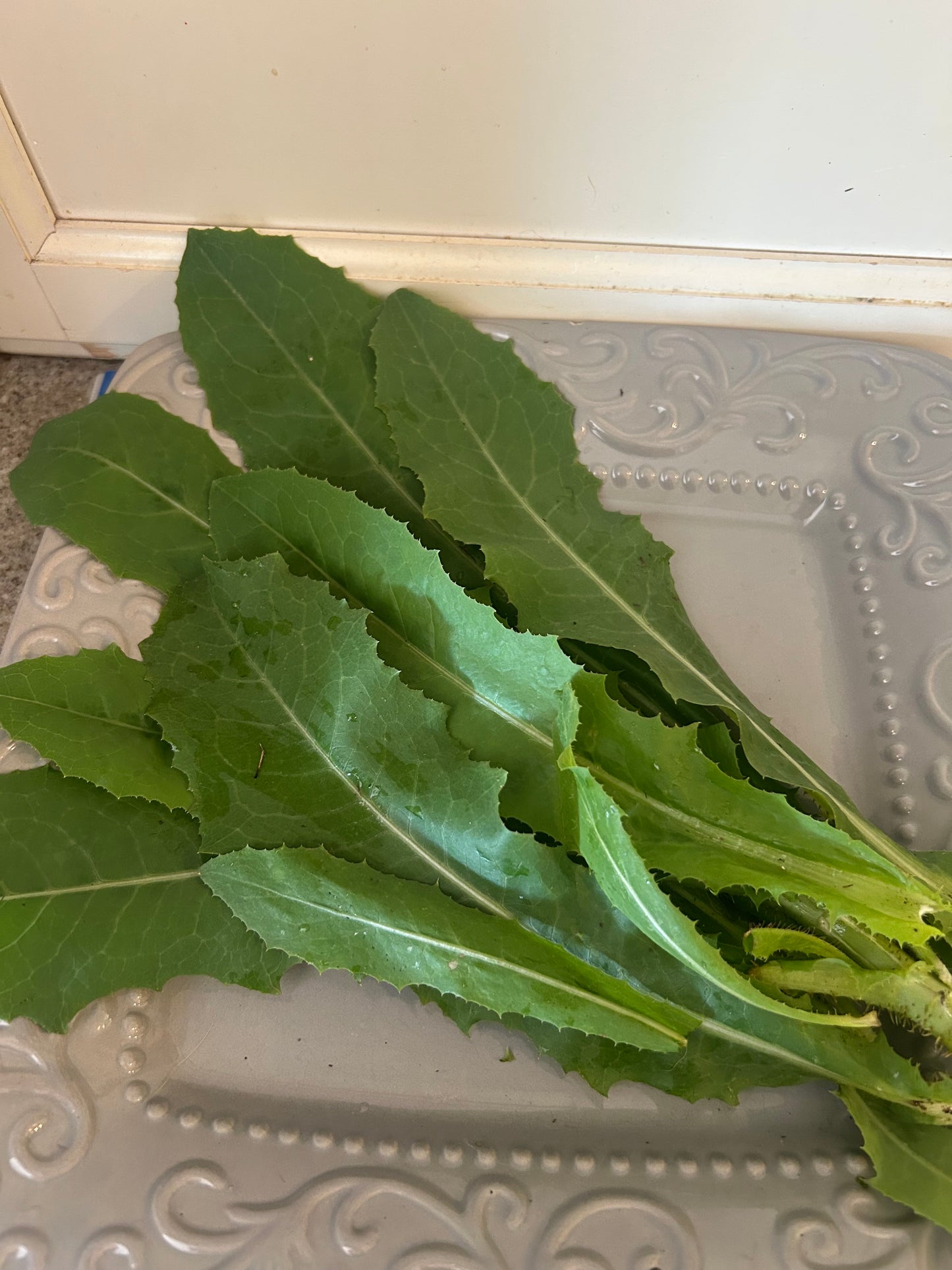 Fresh dandelion greens $5 a bundle
